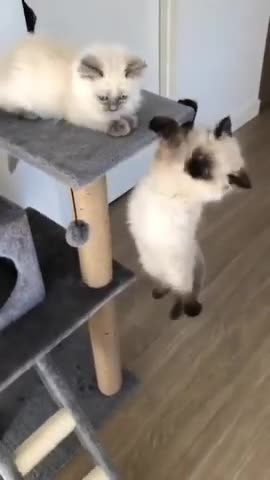 Cat dog funny video mk1m