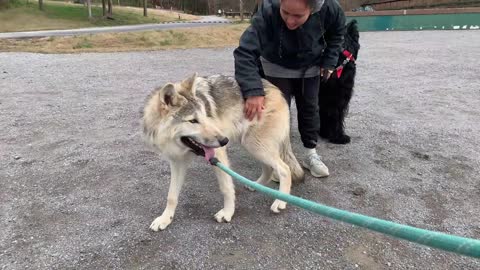 REACTION FROM PEOPLE AND DOGS WHILE WALKING