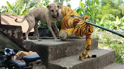 Fake Tiger Prank Dogs Run Try To Stop Laugh 2021!