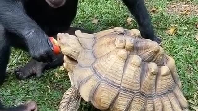 funny friend ship animal video