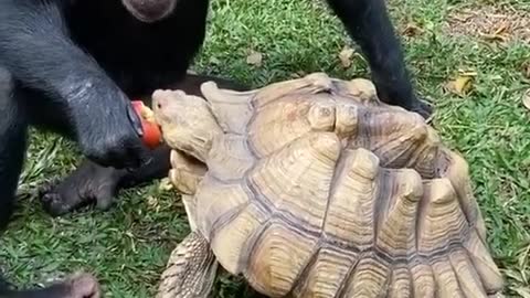 funny friend ship animal video