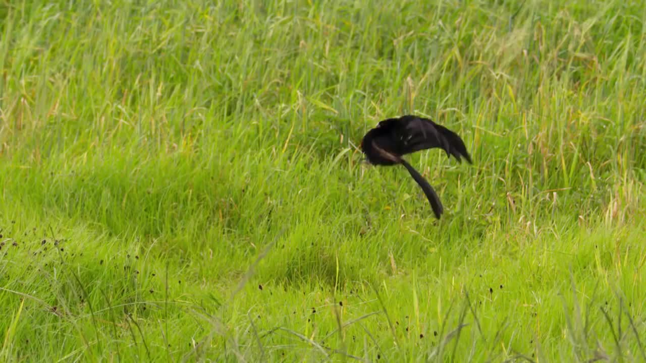 Widowbird Jumping Competition | Planet Earth II | BBC Earth