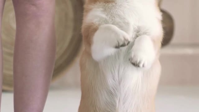 Cute Dog Showing Great gesture #Shorts