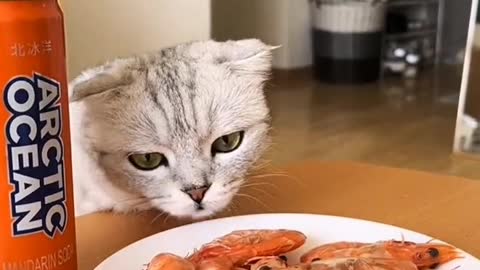 A favorite pet.