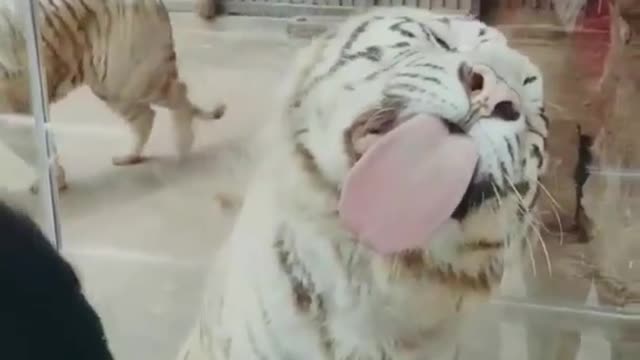 Best Funny Animal Videos for this year (2022), funniest animals ever. enjoy with cute animals.