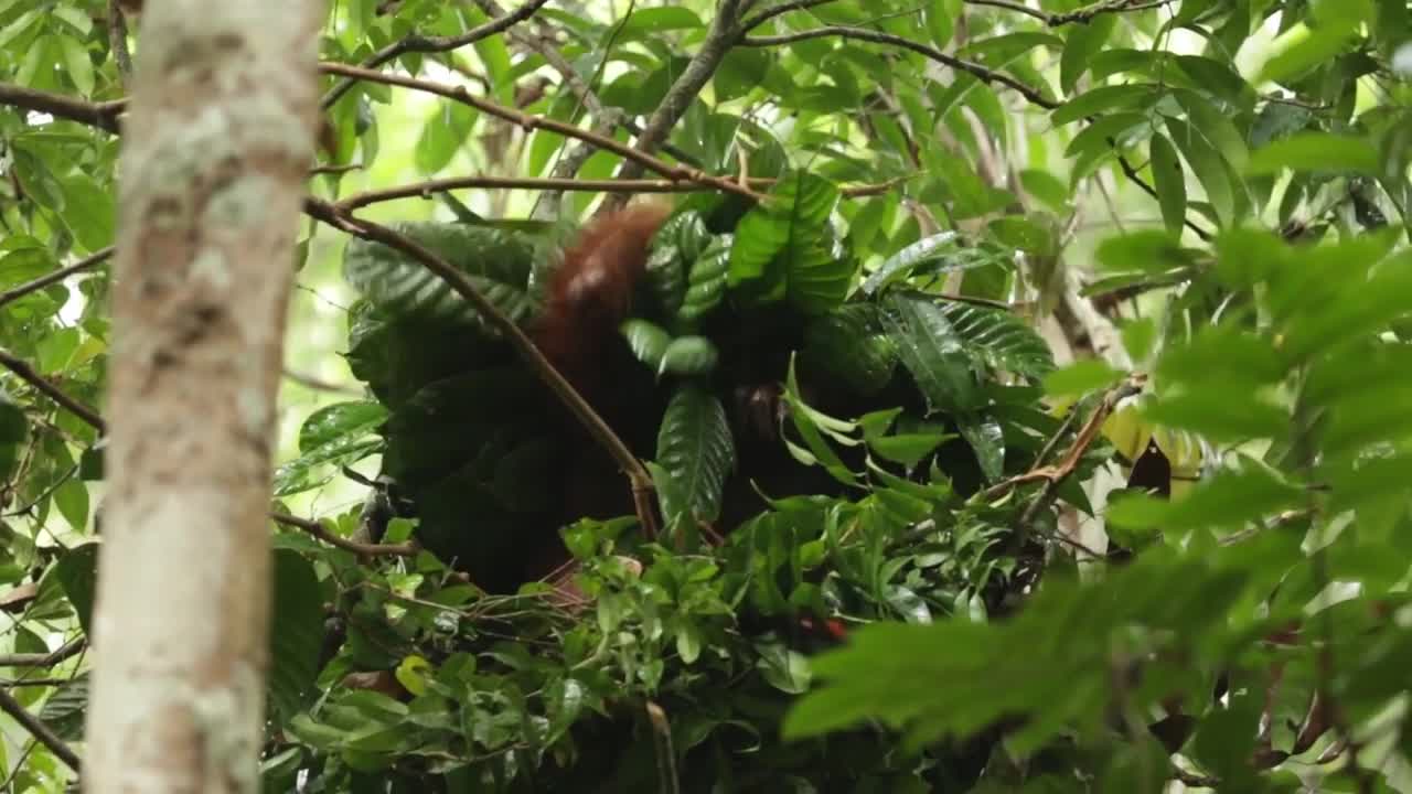 A Rare Look at the Secret Life of Orangutans | Short Film Showcase