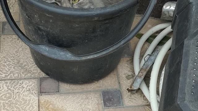 my cat can sleep in any m