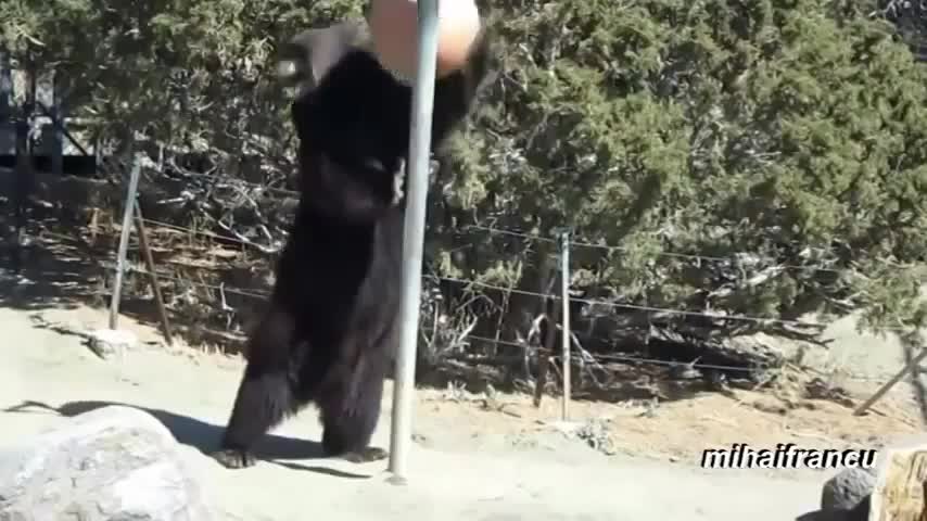 cute bears funny try not to laugh