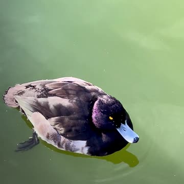How interesting swimming