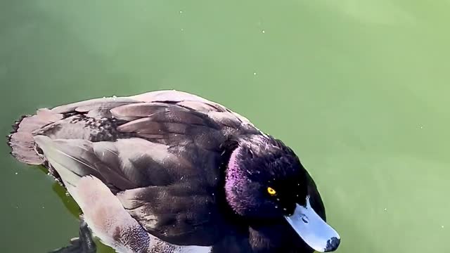 How interesting swimming