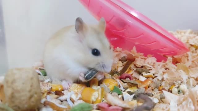 Hamster Exploring Big Snack