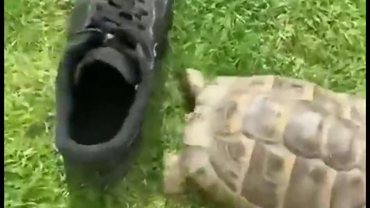 Why Do Turtles Attack When They See Black?