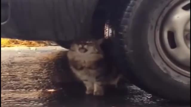 The Best funny and cute cat videos compilation.