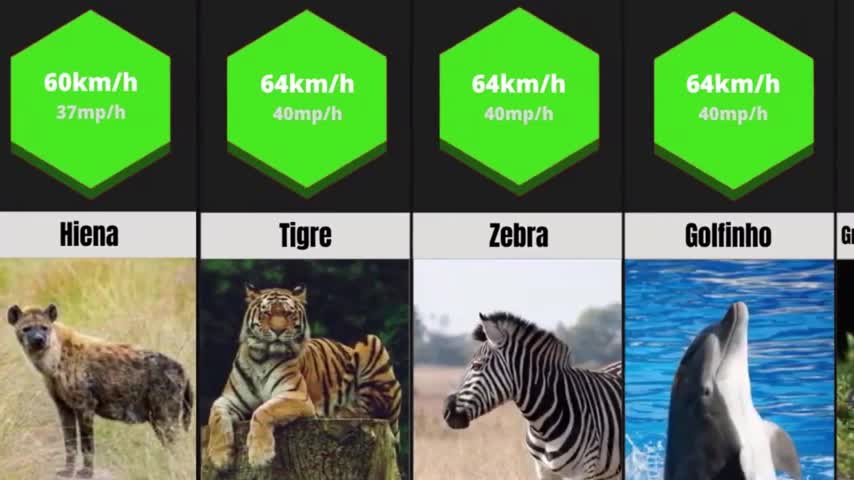 Animal Comparison- Do you know the fastest animals in the world__HIGH