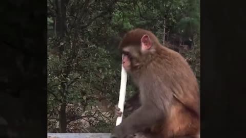 most beautiful monkey funny