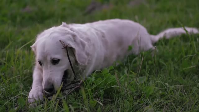 cutes dogs