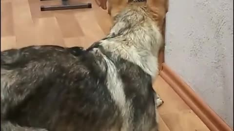 The cat attacked the dog