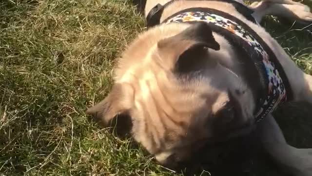 Pug does funny play dead impression