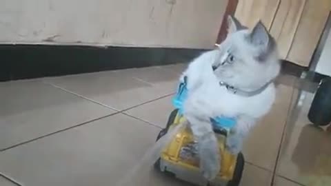 Play with cat