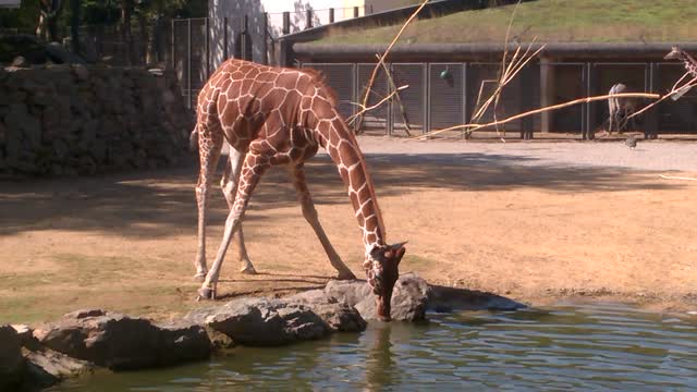 Giraffe Drinking Water