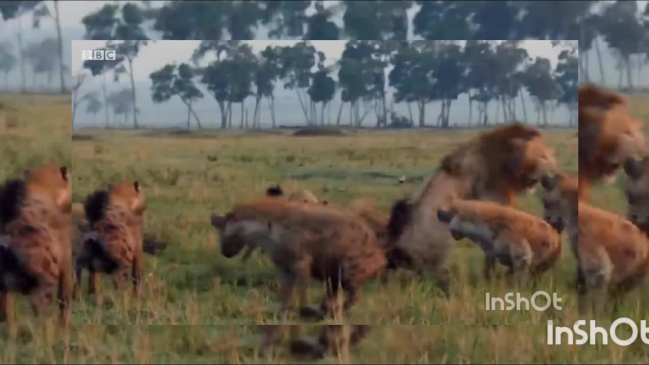 Epic Battle of Survival: Lions vs. Hyenas | Nature's Fiercest Showdown"