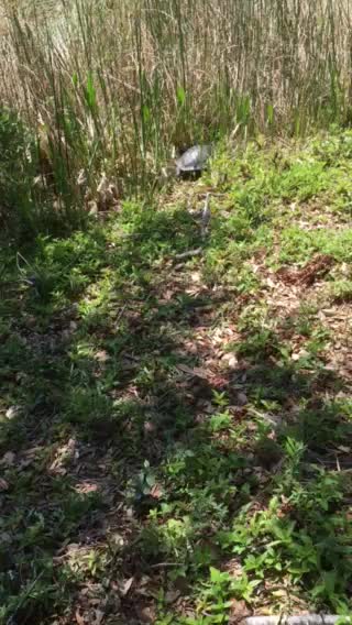 Mama hard shell freshwater turtle returning home after laying eggs