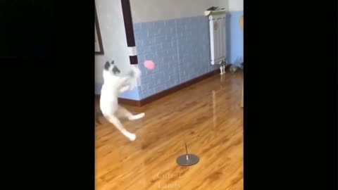 Cat Funny Video