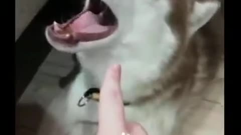 The dog works in the theater