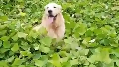 Cute dog fun