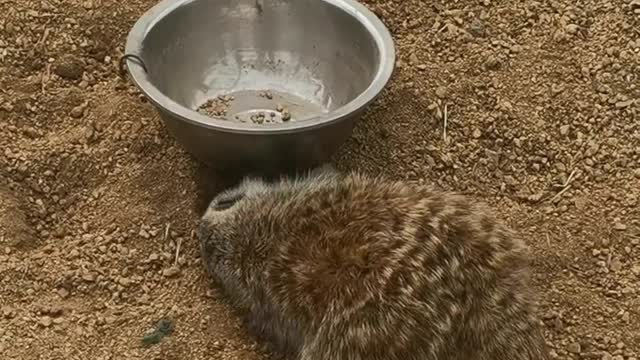 The little sentinel groundhog