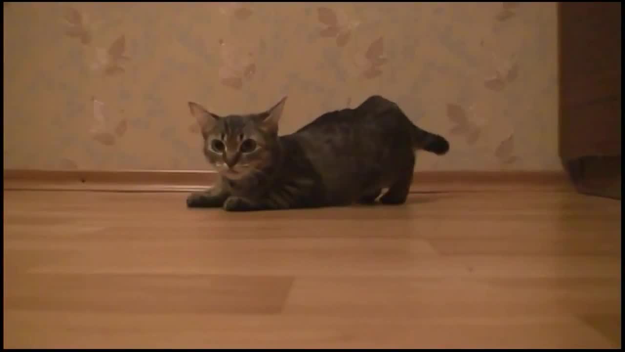 Funny cat, a real runner and athlete)