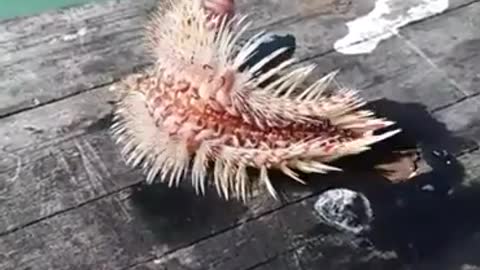 strange animals coming from the bottom of the sea