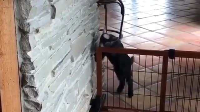 Goats practicing parkour on their new obstacle