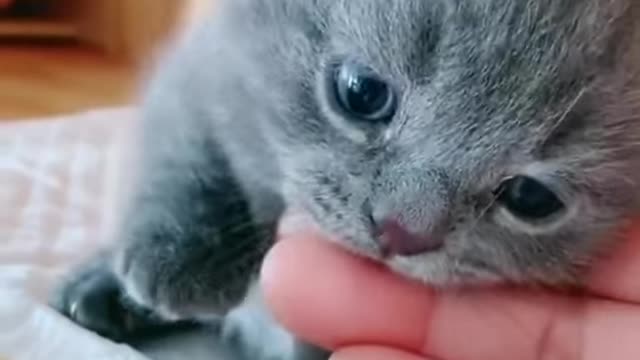 cat video viral