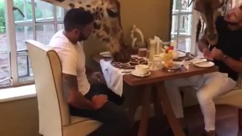 Dudes enjoy breakfast with a pair of giraffes