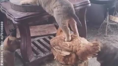 Love still exists even in animals.