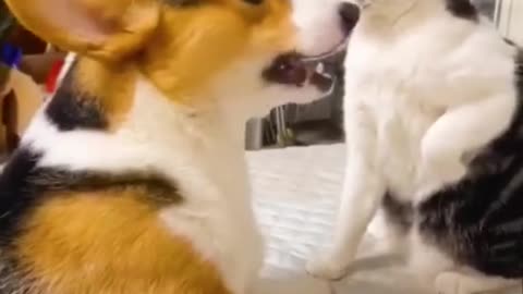 Dog and cat funny video , TikTok