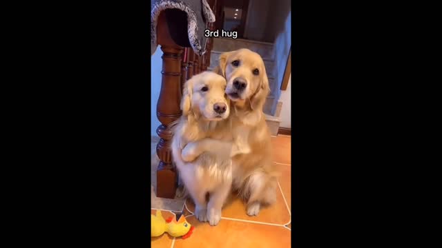 Funny Animal Videos 2022 😂 - Funniest Cats And Dogs Videos 😺😍 #06