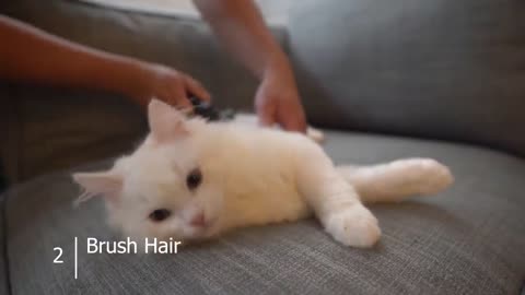 How to give your water-hating cat a bath (6 Steps)