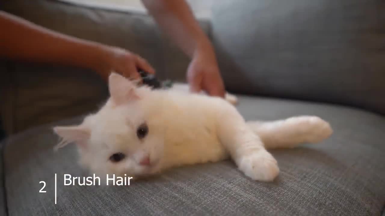 How to give your water-hating cat a bath (6 Steps)