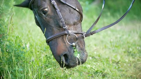 Black horse chews green grass in summer field