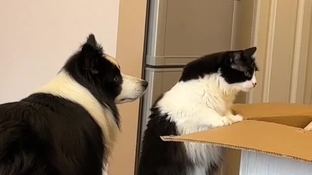 If a dog loves you, it will always love you