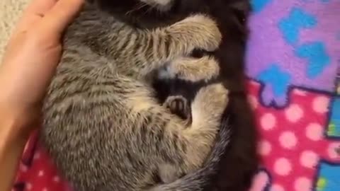 funny cats