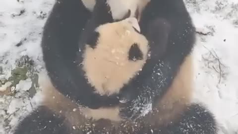 Panda bear mom and baby quality time