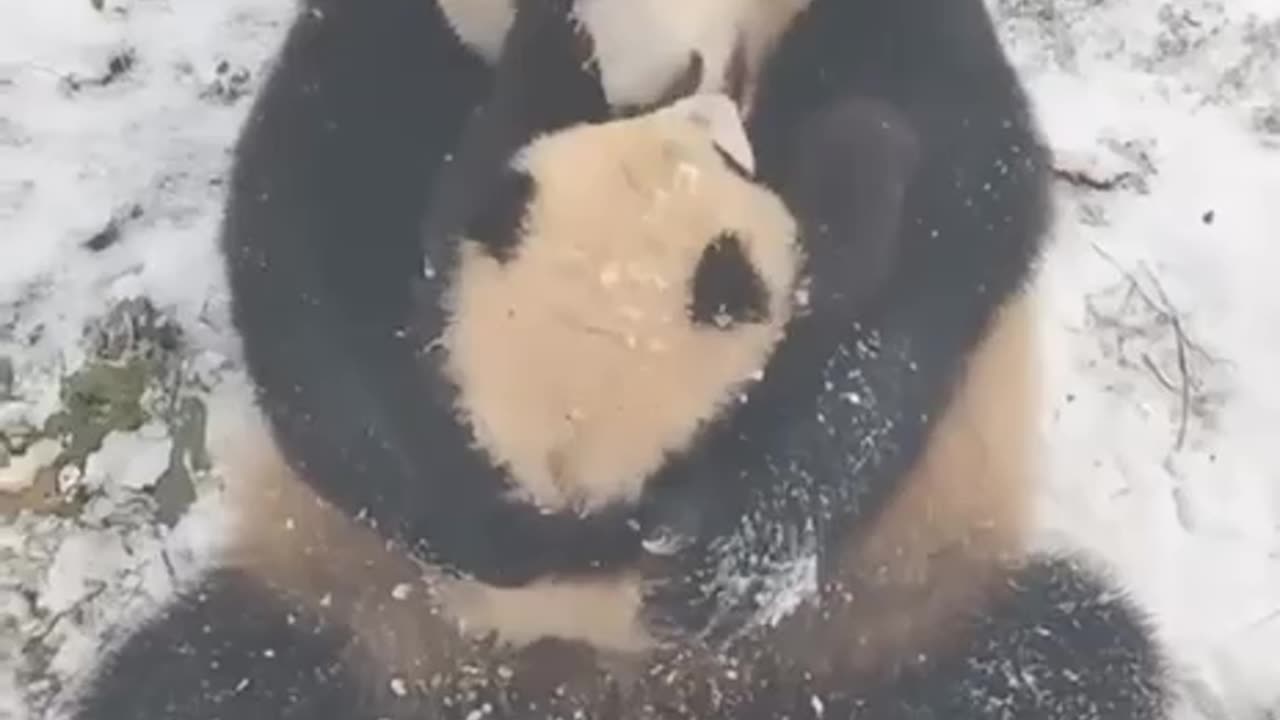 Panda bear mom and baby quality time