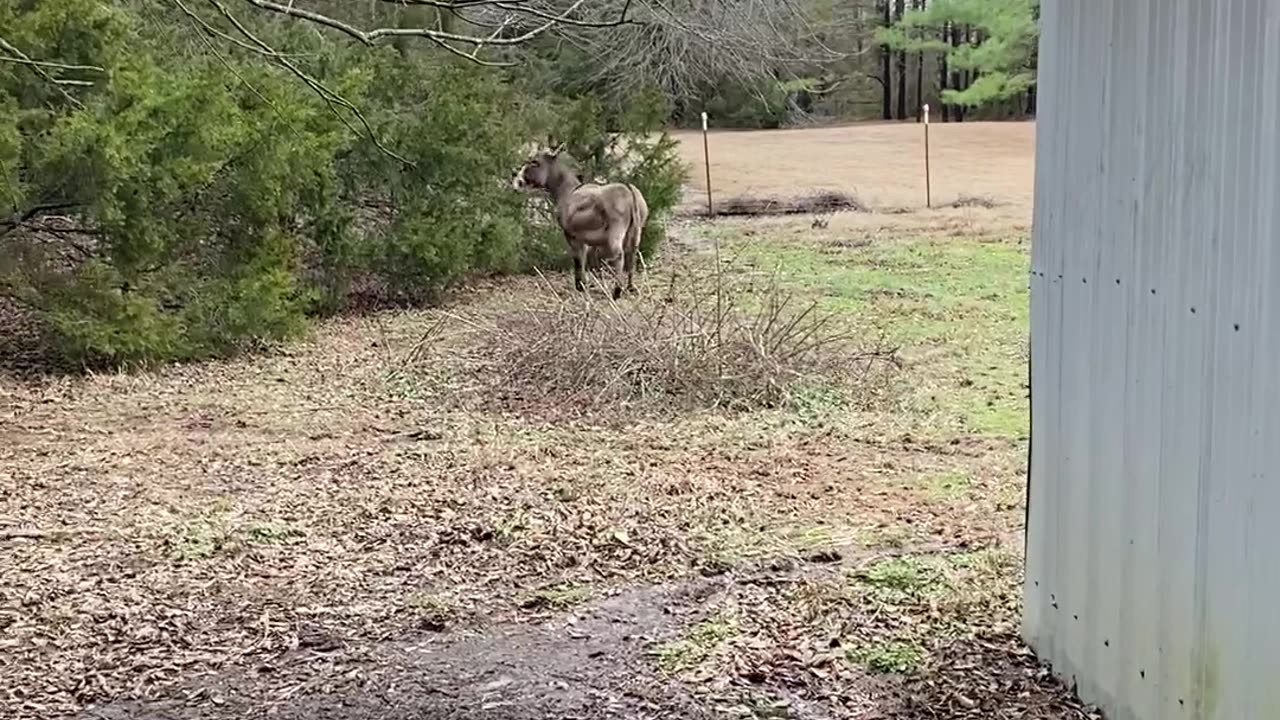 Donkey Plays With Squeaking Rubber Chicken