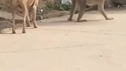 Dog with monkey pranking 😅😅 animals funny animals