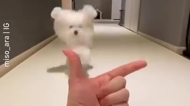 Dog funny video