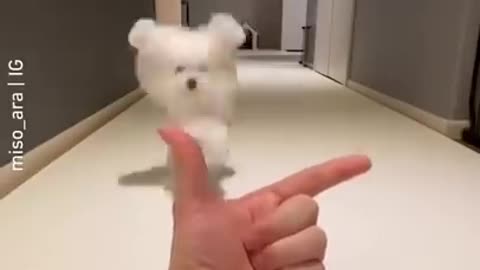 Dog funny video