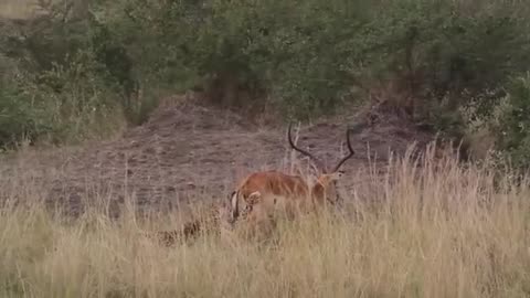 Fastest animal fail . Deer lift tiger by horns